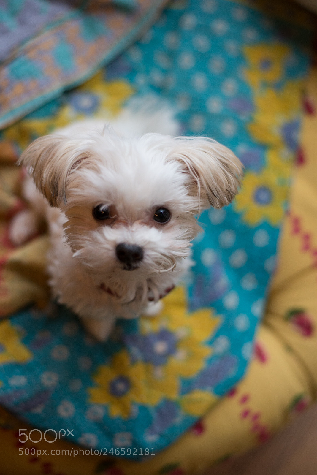 Nikon D610 sample photo. Untitled photography