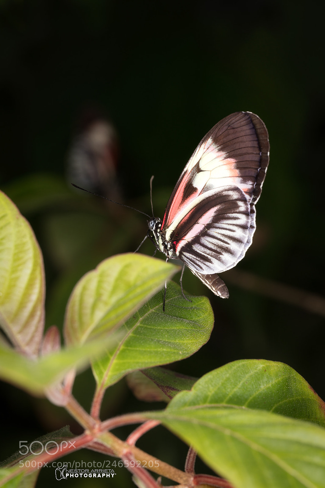 Canon EOS 5DS R sample photo. Heliconius melpomene photography