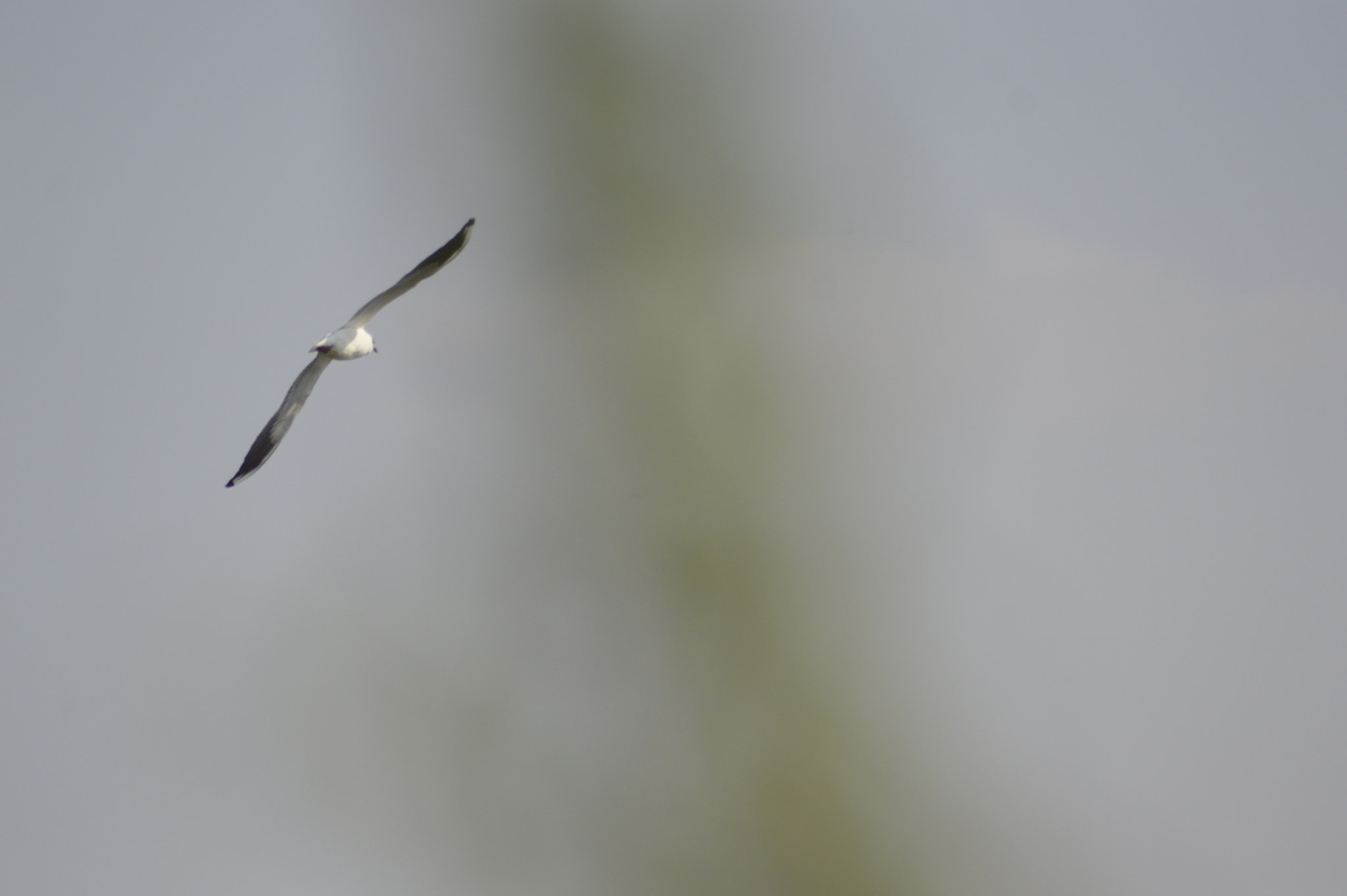 Nikon AF Nikkor 70-300mm F4-5.6G sample photo