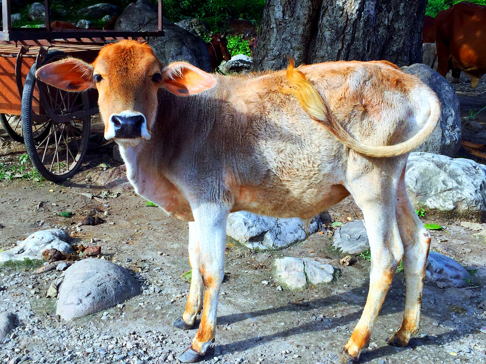 Apple iPhone 6 Plus sample photo. Cow in rishikesh india photography