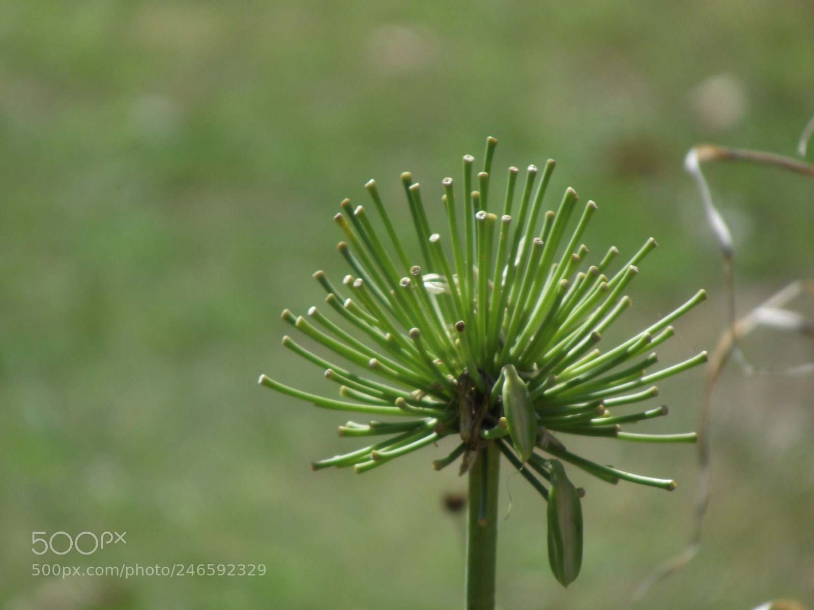 FujiFilm FinePix S2800HD (FinePix S2900HD) sample photo. Plant photography
