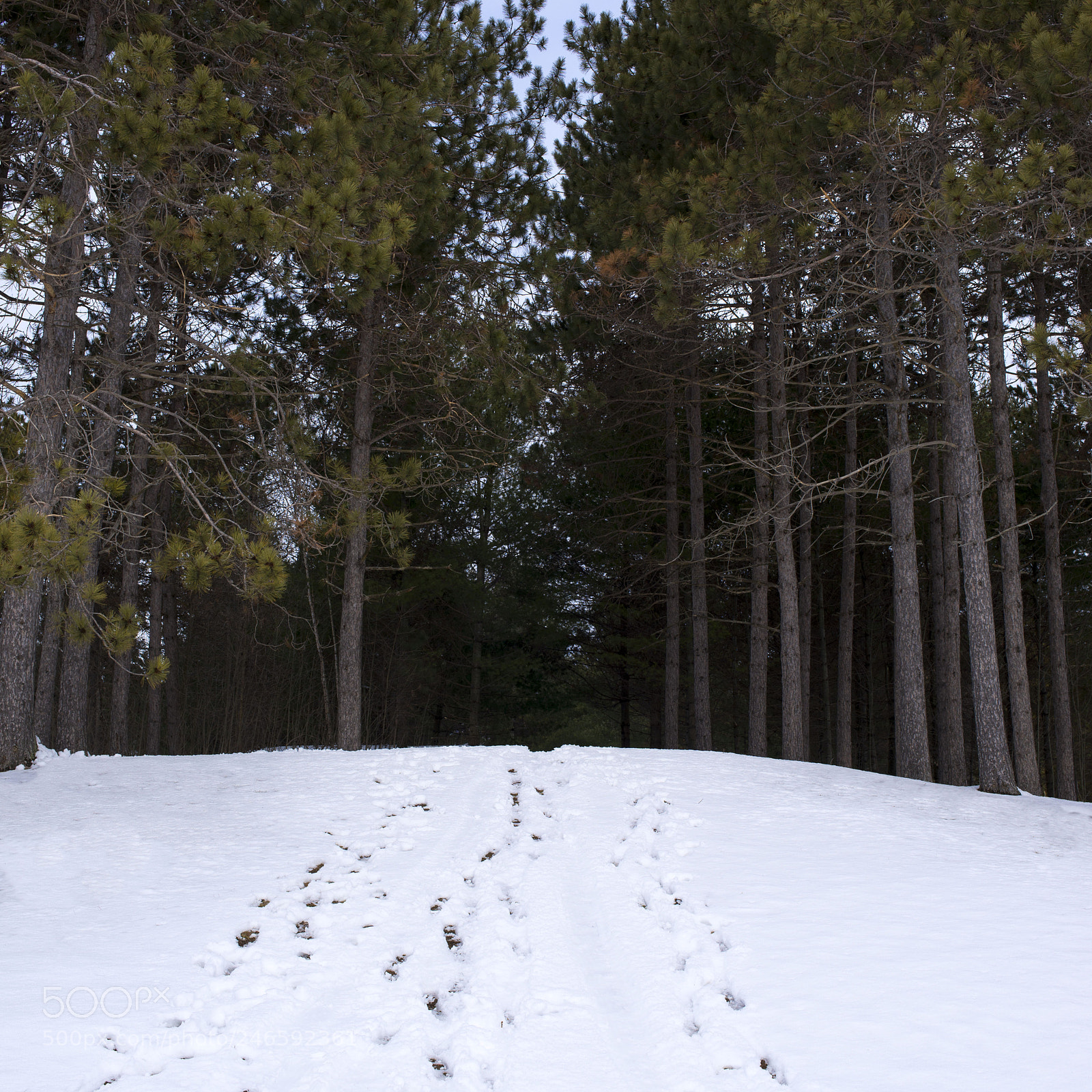 Nikon D600 sample photo. Into the woods photography