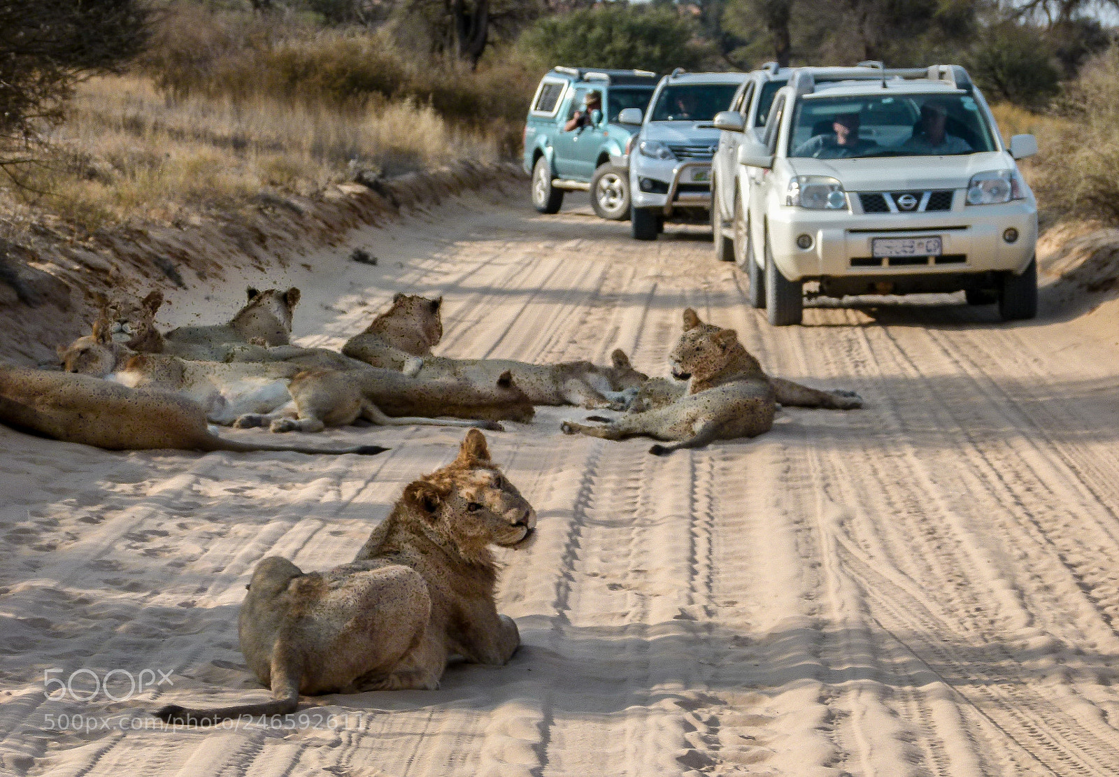 Panasonic Lumix DMC-FZ100 sample photo. Lions family photography