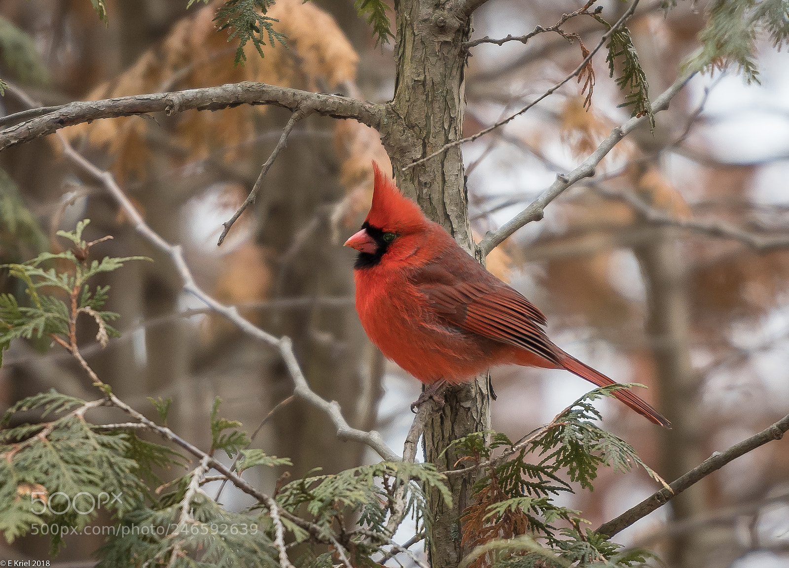 Nikon D500 sample photo. Lasalle marina birds photography