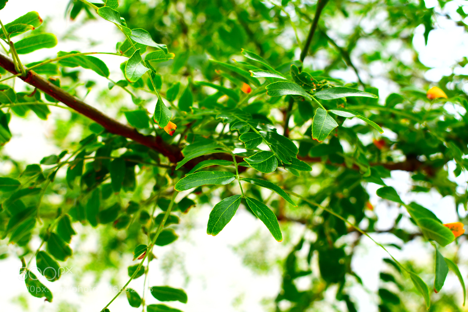 Nikon D3400 sample photo. Tiny green leaf tree photography