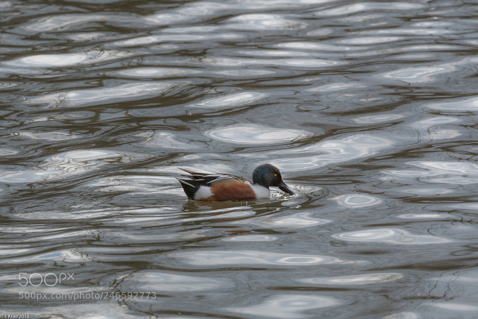 Nikon D500 sample photo. Lasalle marina birds (of ) photography