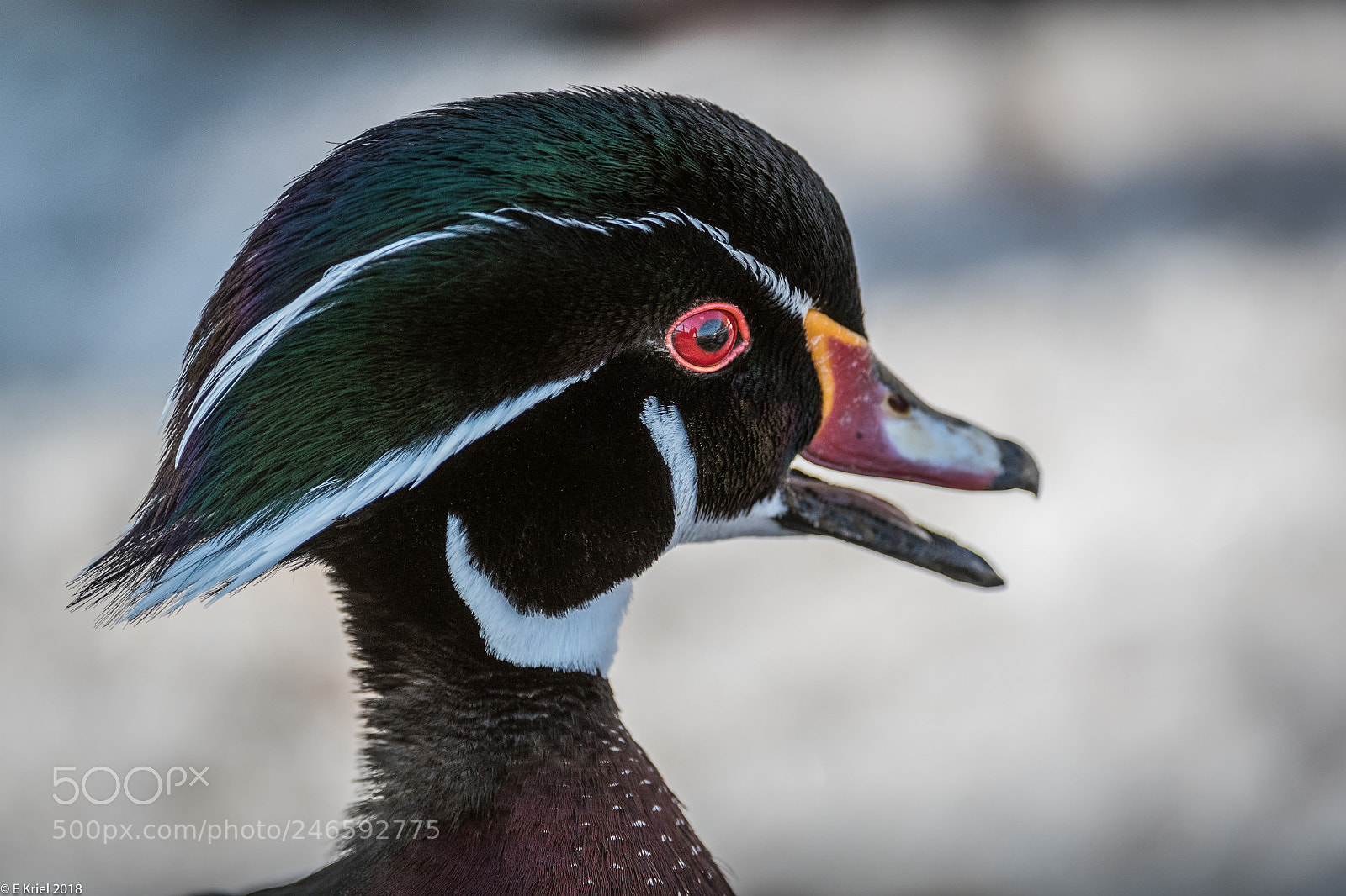Nikon D500 sample photo. Lasalle marina birds photography
