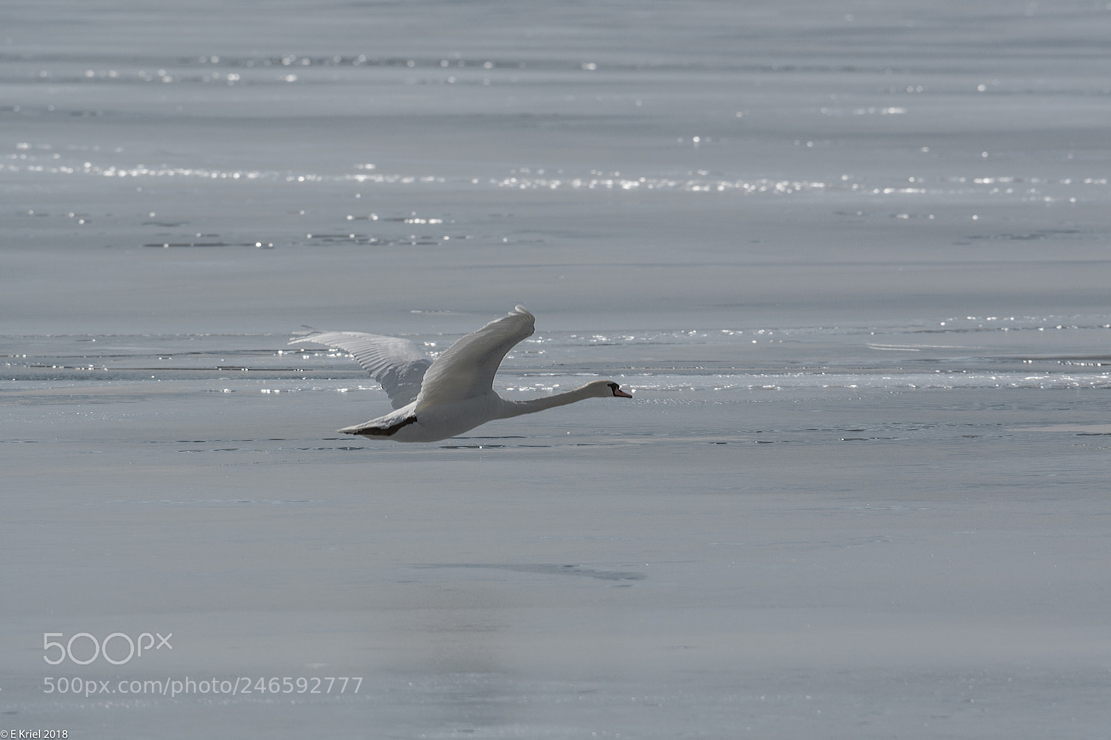 Nikon D500 sample photo. Lasalle marina birds (of ) photography