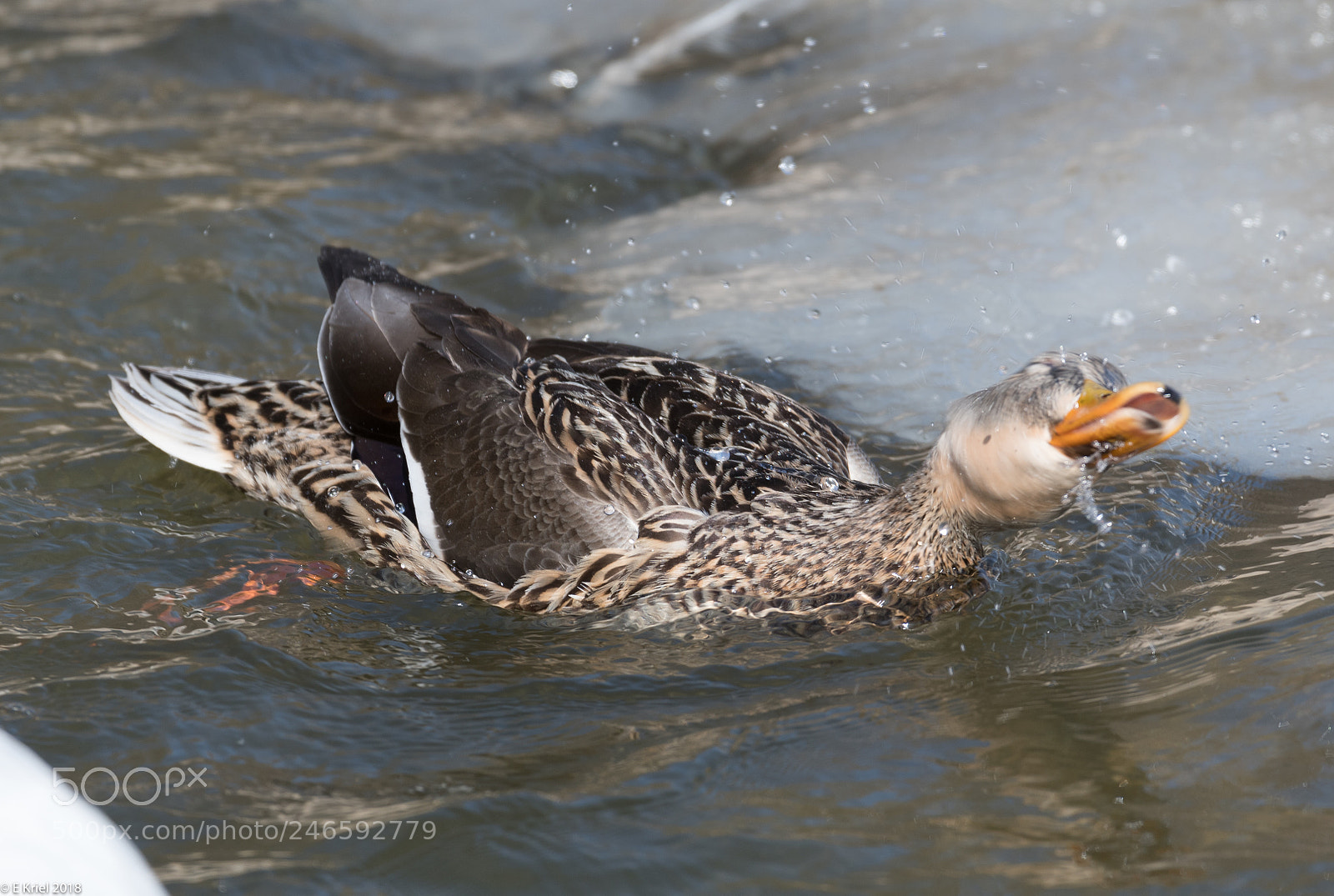 Nikon D500 sample photo. Lasalle marina birds (of ) photography