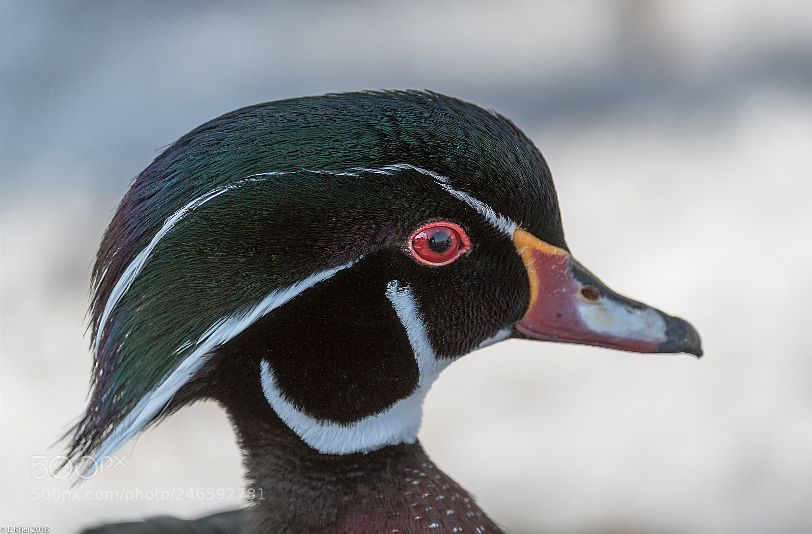 Nikon D500 sample photo. Lasalle marina birds (of ) photography