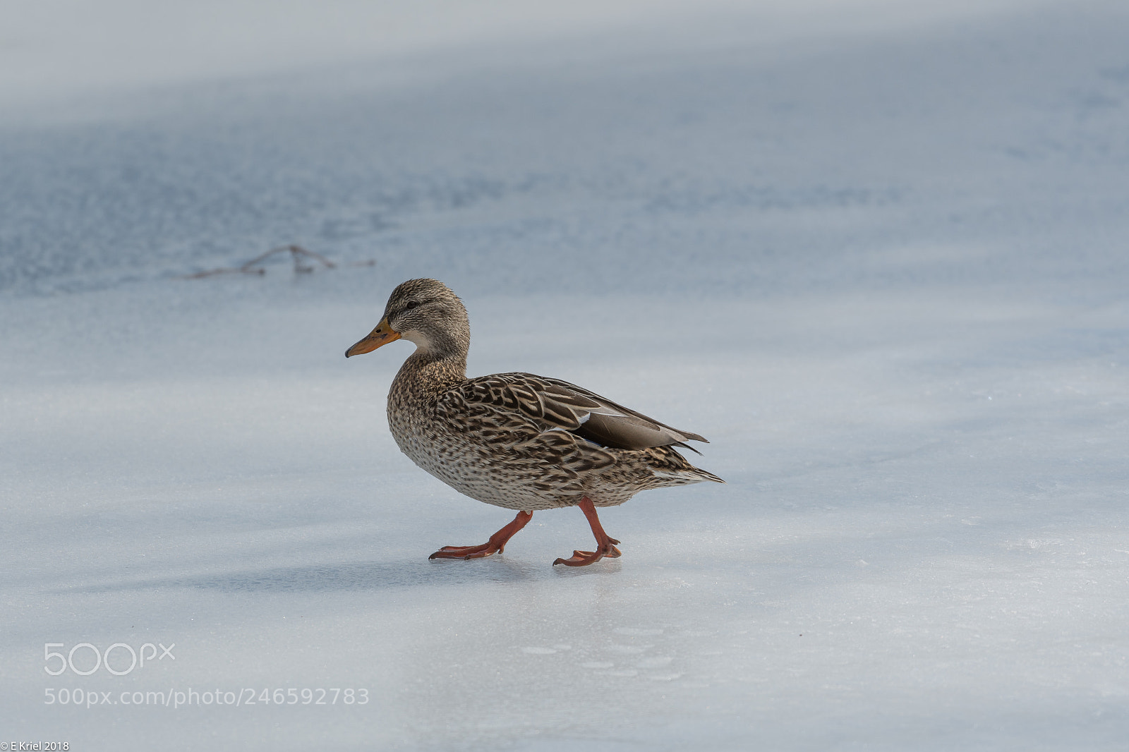 Nikon D500 sample photo. Lasalle marina birds (of ) photography