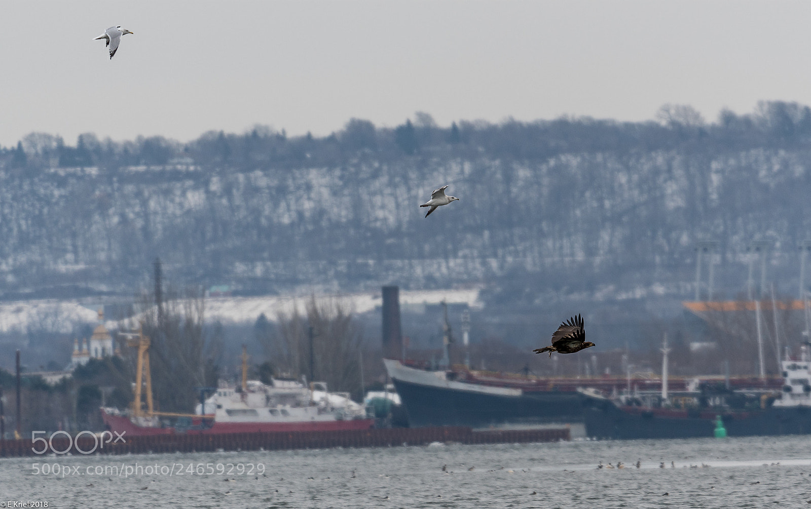 Nikon D500 sample photo. Lasalle marina birds (of ) photography
