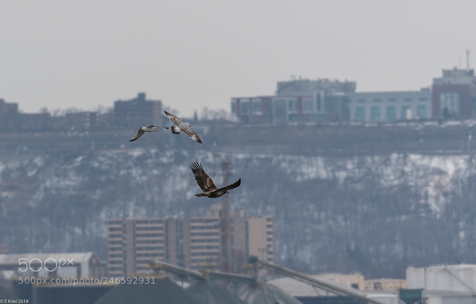 Nikon D500 sample photo. Lasalle marina birds (of ) photography