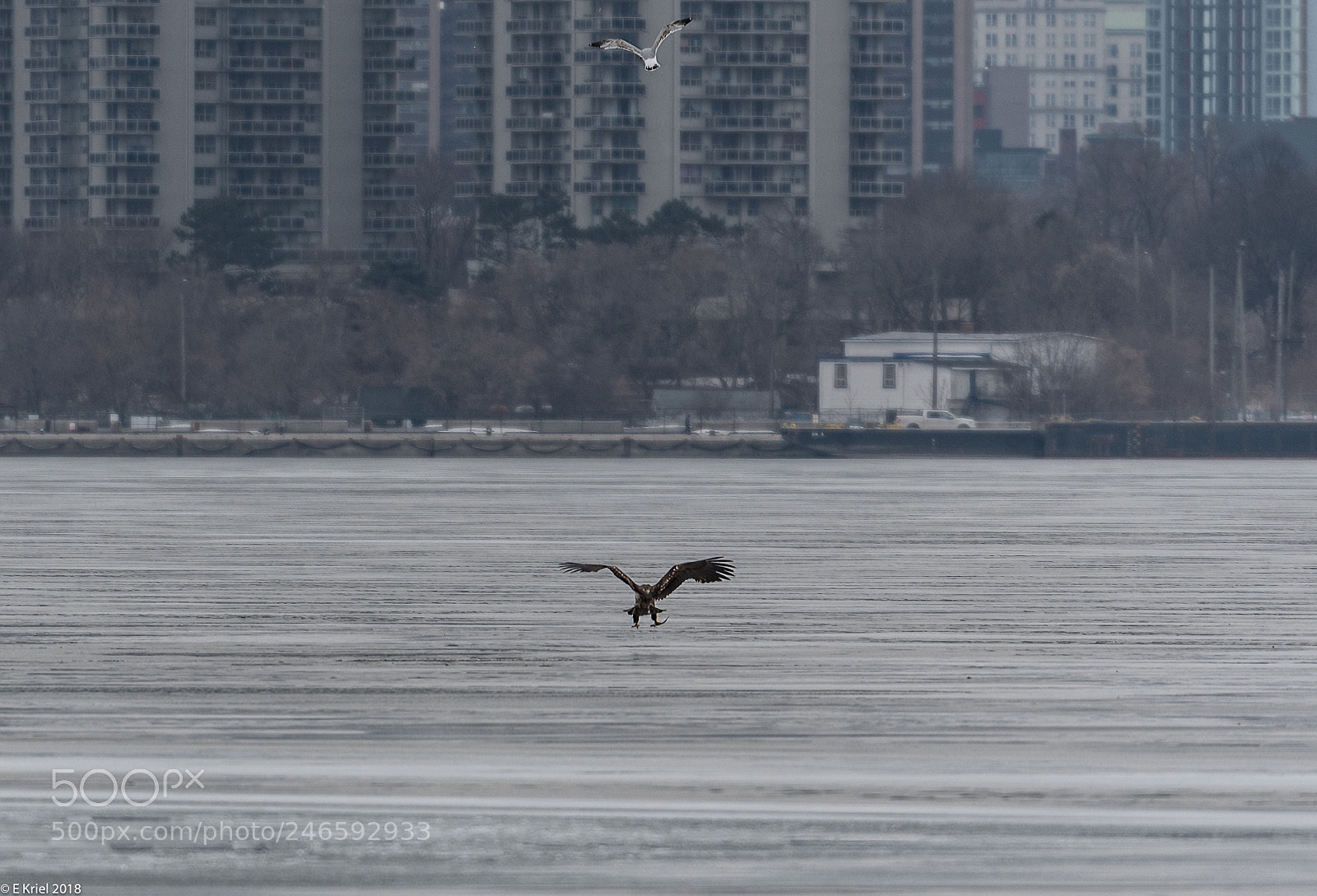 Nikon D500 sample photo. Lasalle marina birds (of ) photography