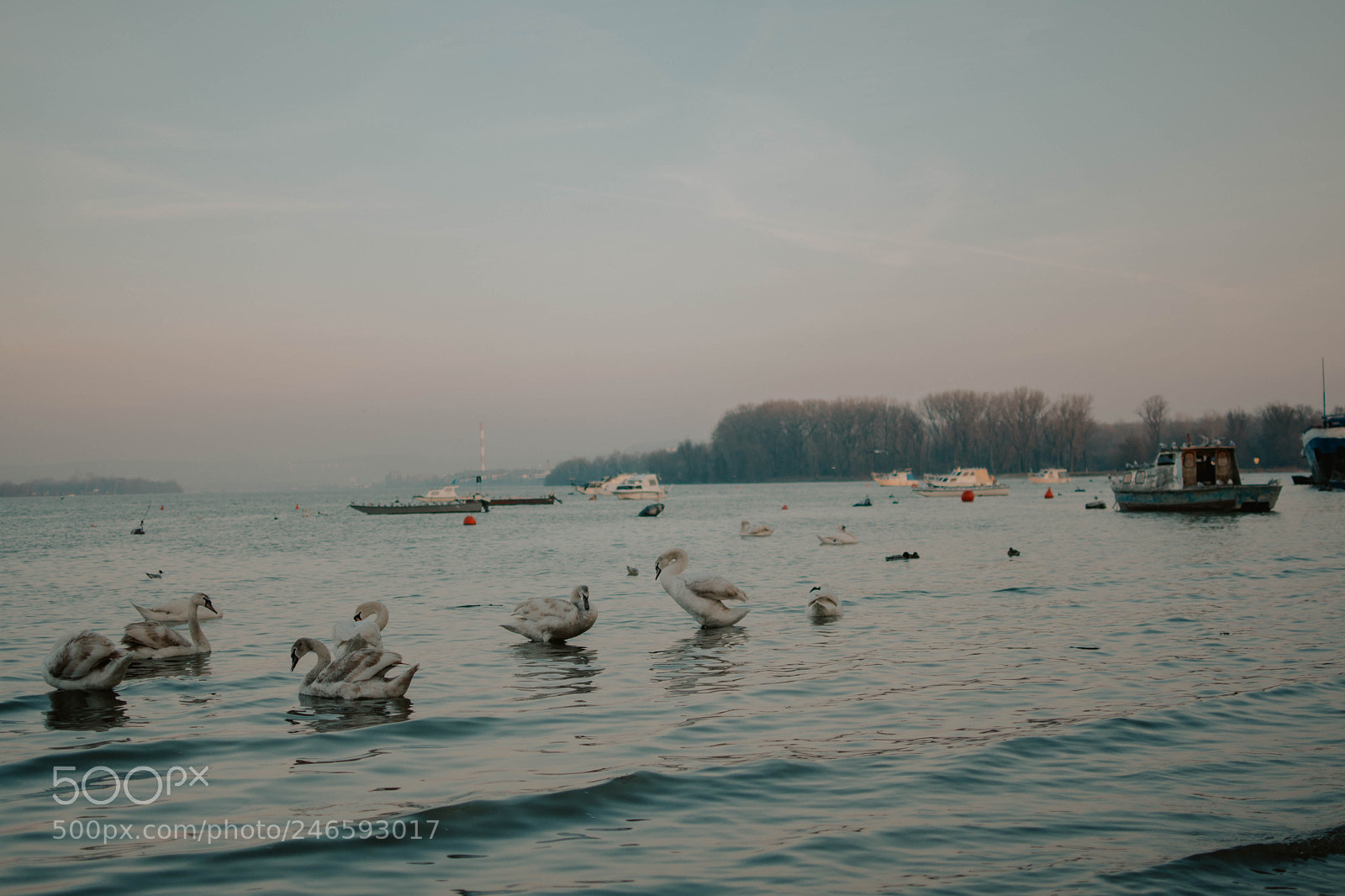Nikon D7200 sample photo. Swan lake photography