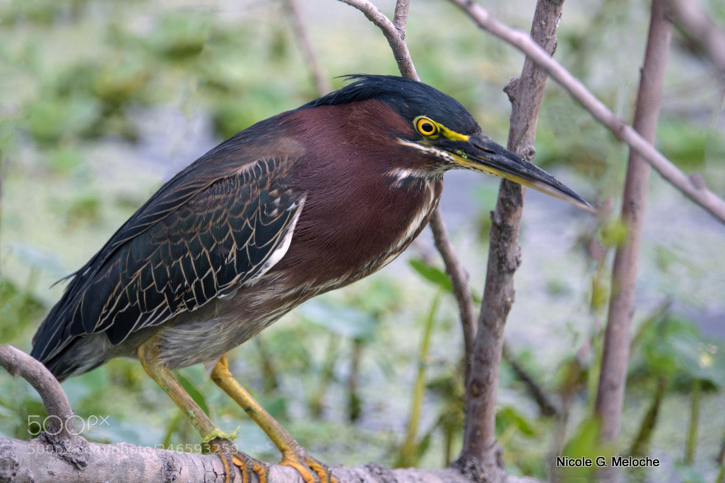 Sony Cyber-shot DSC-RX10 III sample photo. Green heron - h photography