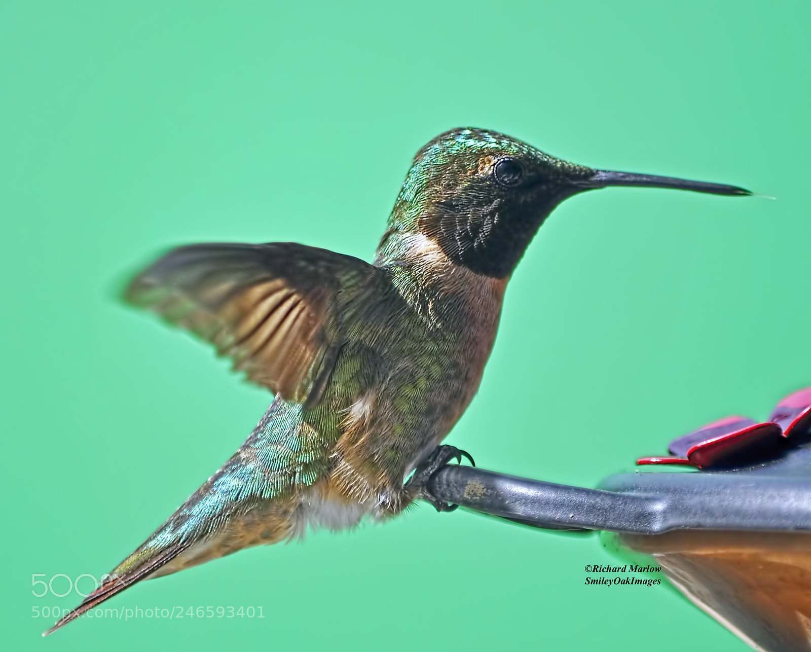 Nikon D5000 sample photo. Hummingbird photography