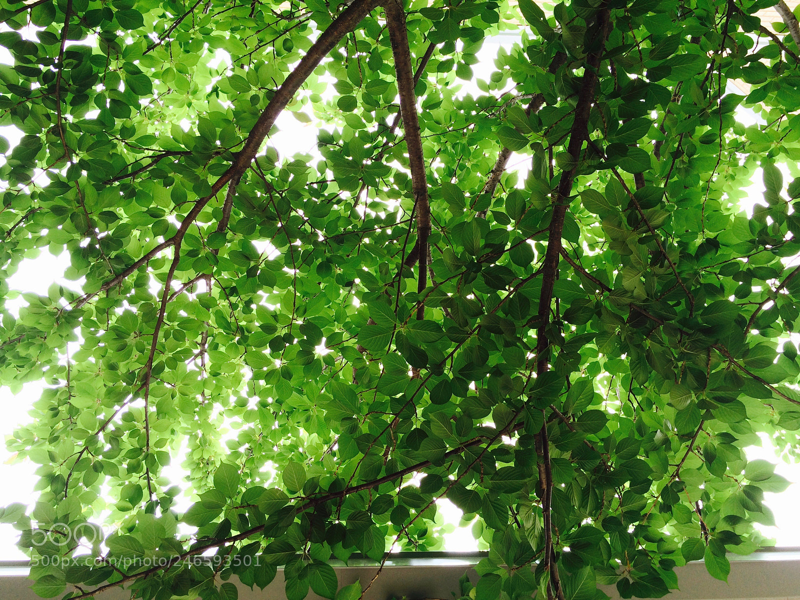 Apple iPhone 5s sample photo. Bright glowing tree photography