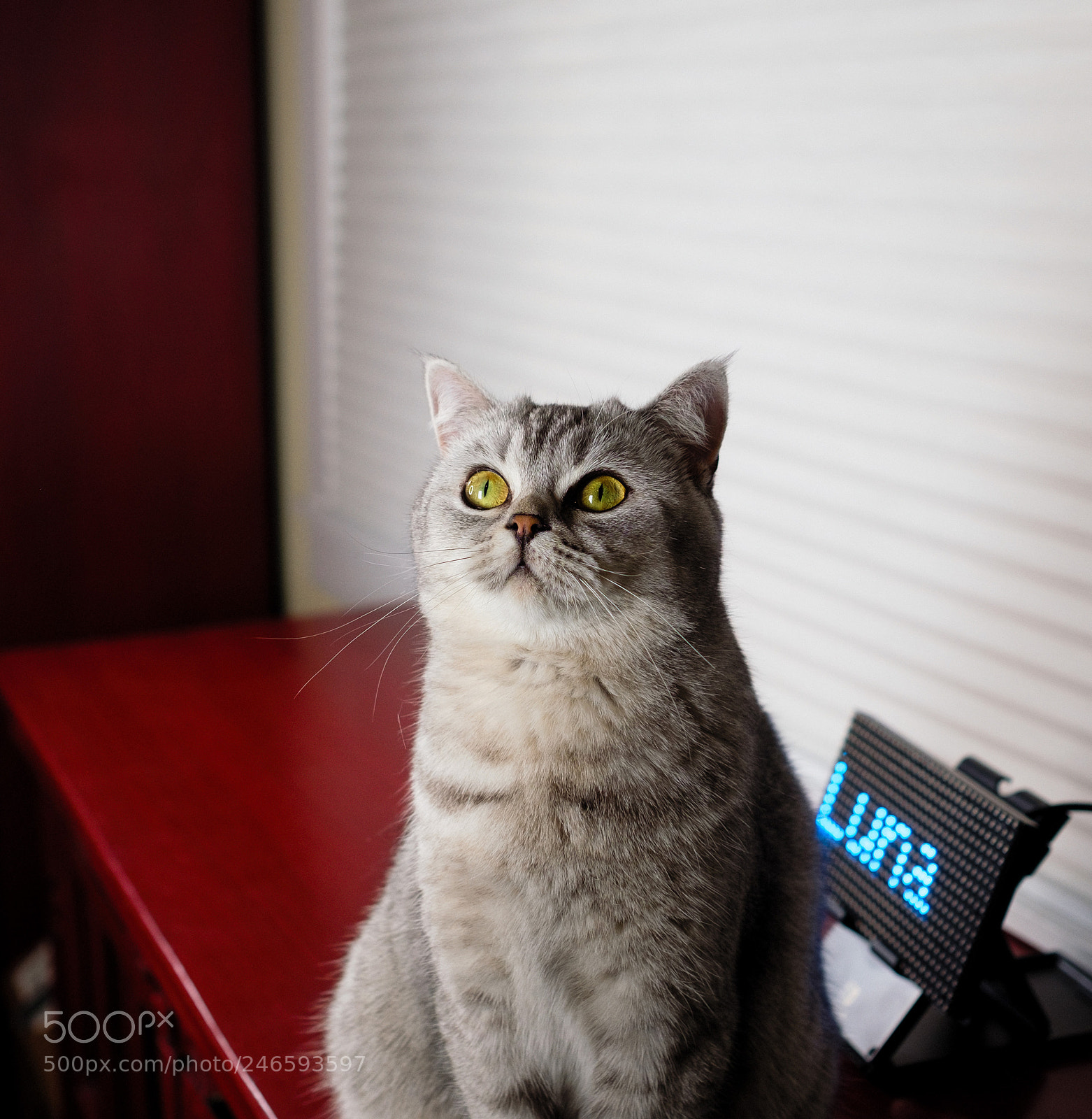 Fujifilm X-T2 sample photo. Luna photography