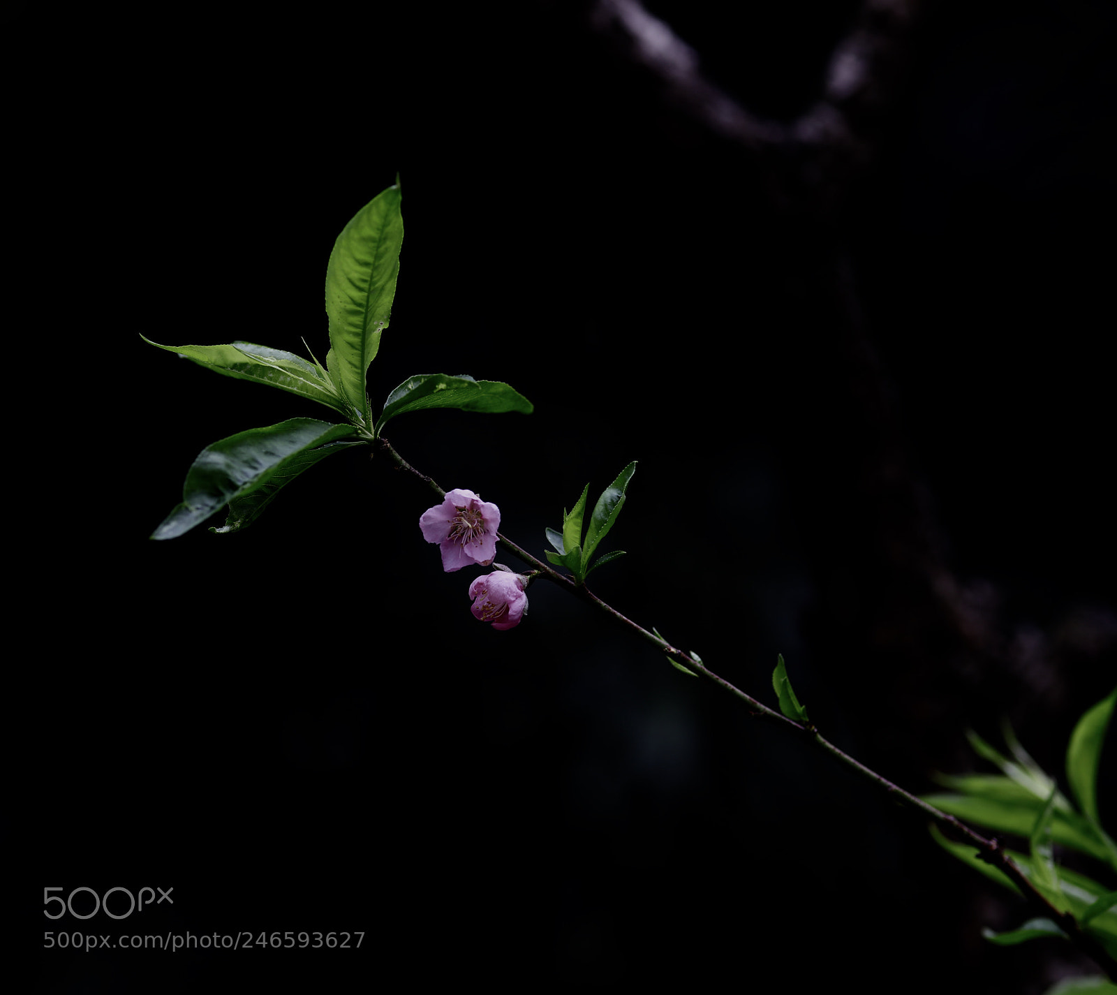 Canon EOS 5DS R sample photo. Spring photography