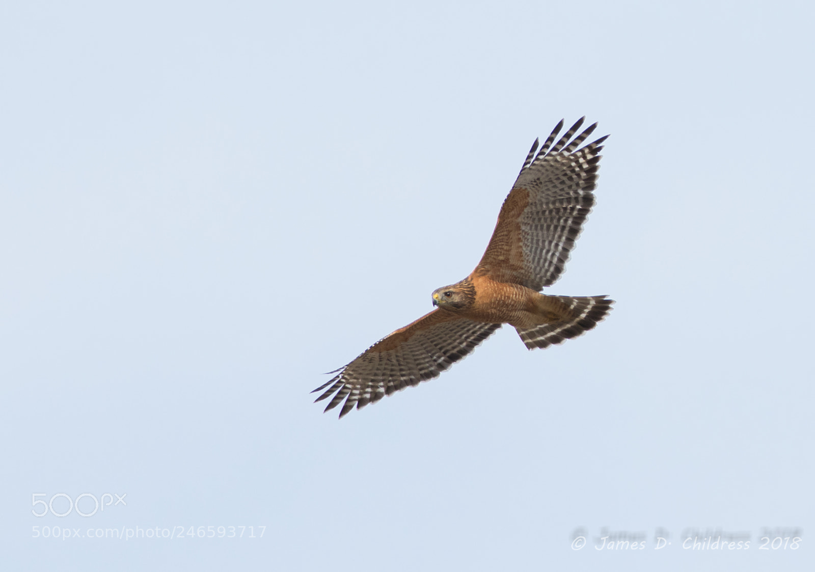 Canon EOS 7D Mark II sample photo. Red-shouldered hawk photography