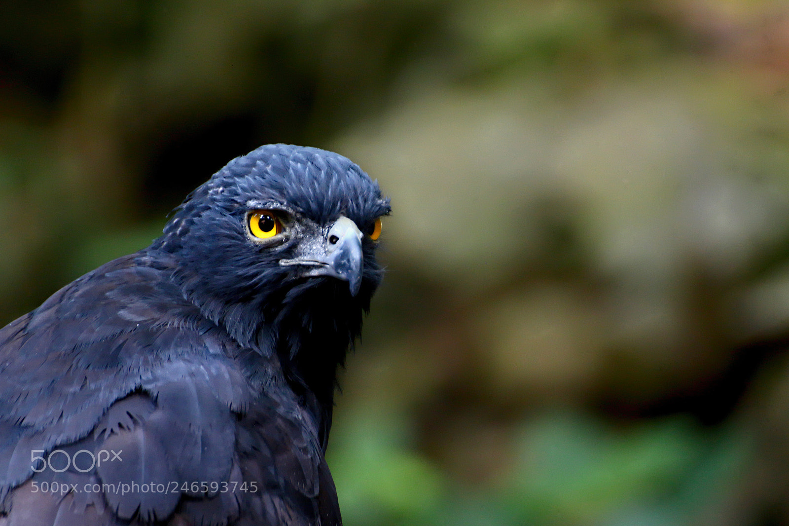 Canon EOS 650D (EOS Rebel T4i / EOS Kiss X6i) sample photo. Aguila photography