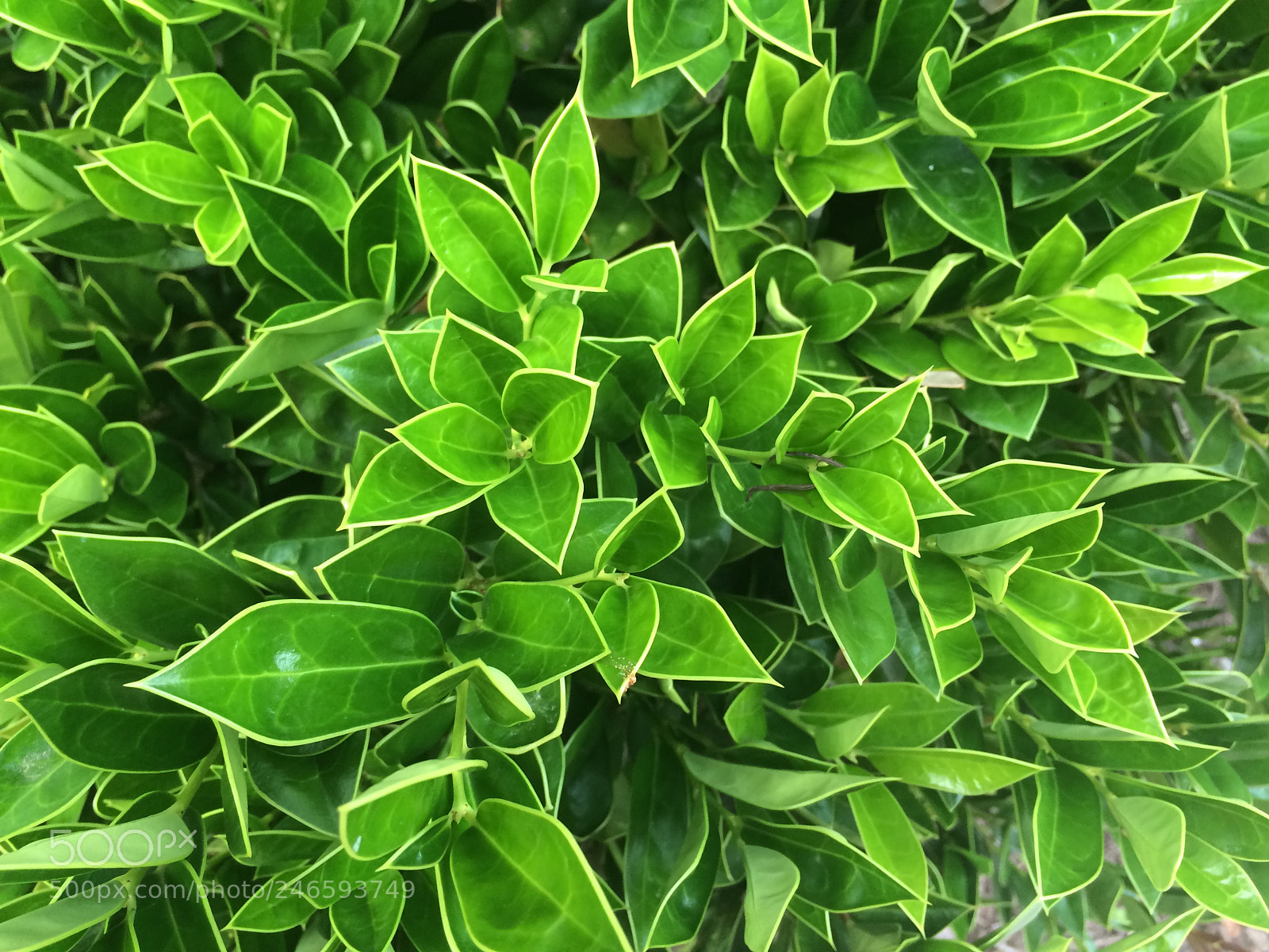 Apple iPhone 5s sample photo. Vibrant green photography