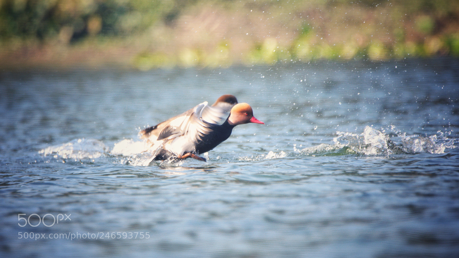 Nikon D610 sample photo. A red crested pochard photography