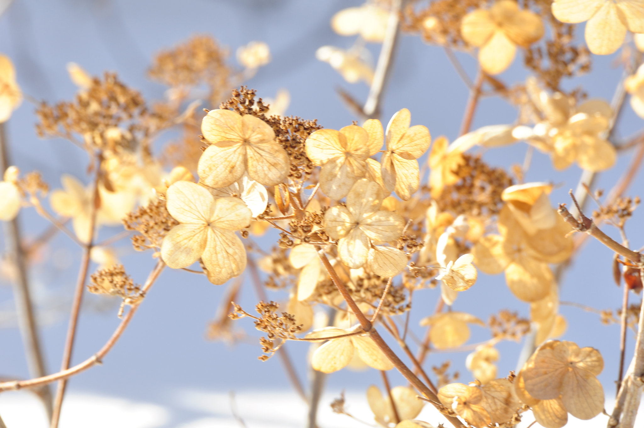 Sigma APO 170-500mm F5-6.3 Aspherical RF sample photo. Winter photography