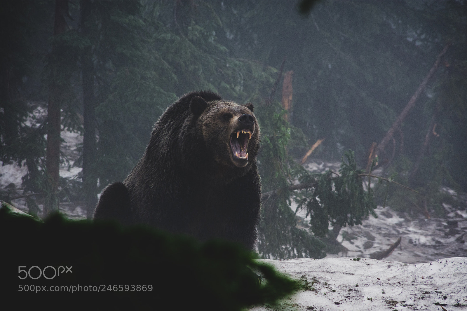 Nikon D7200 sample photo. Roooaaaaaarrrrrr!!!!! photography