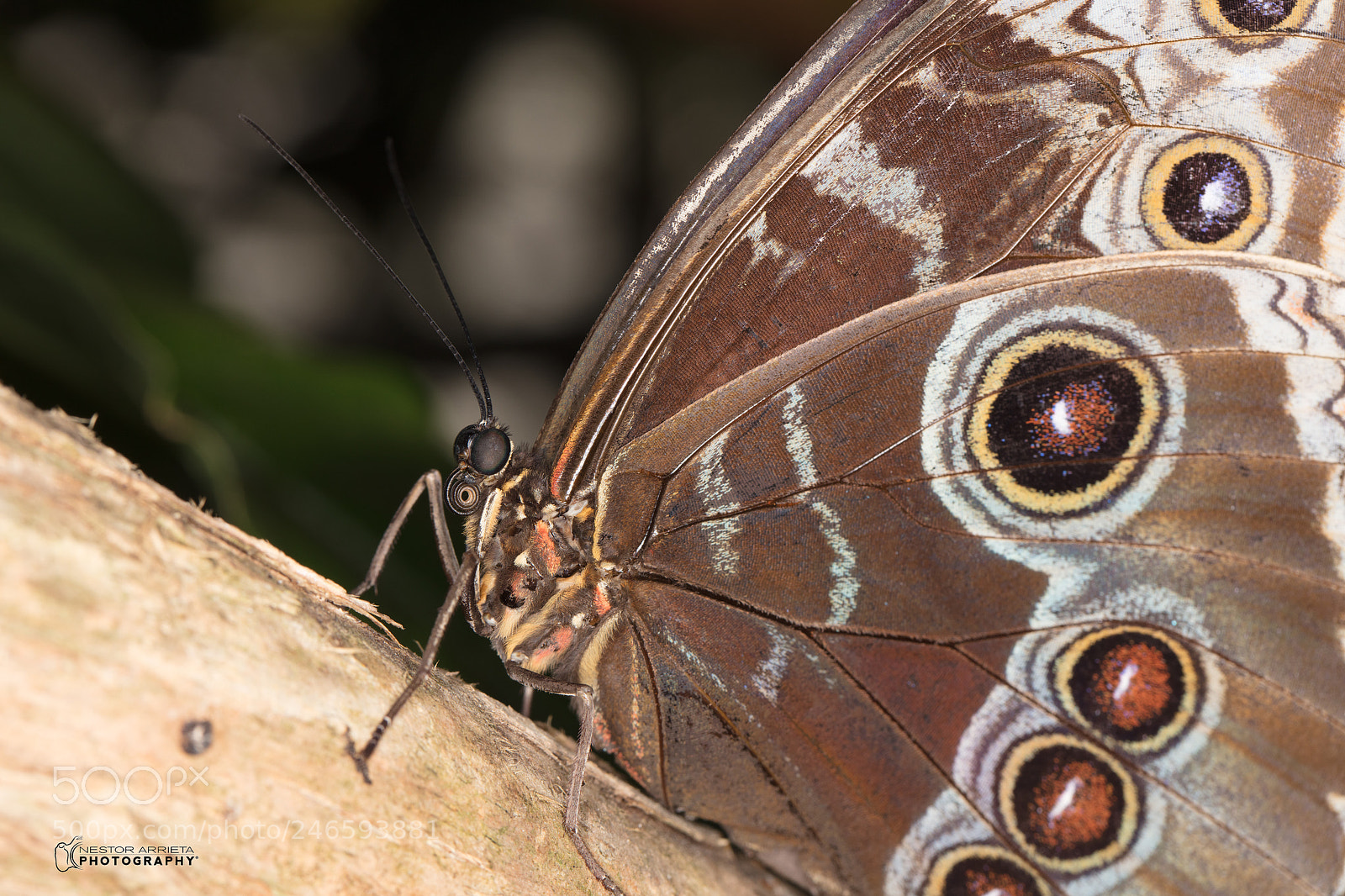 Canon EOS 5DS R sample photo. Blue morpho photography