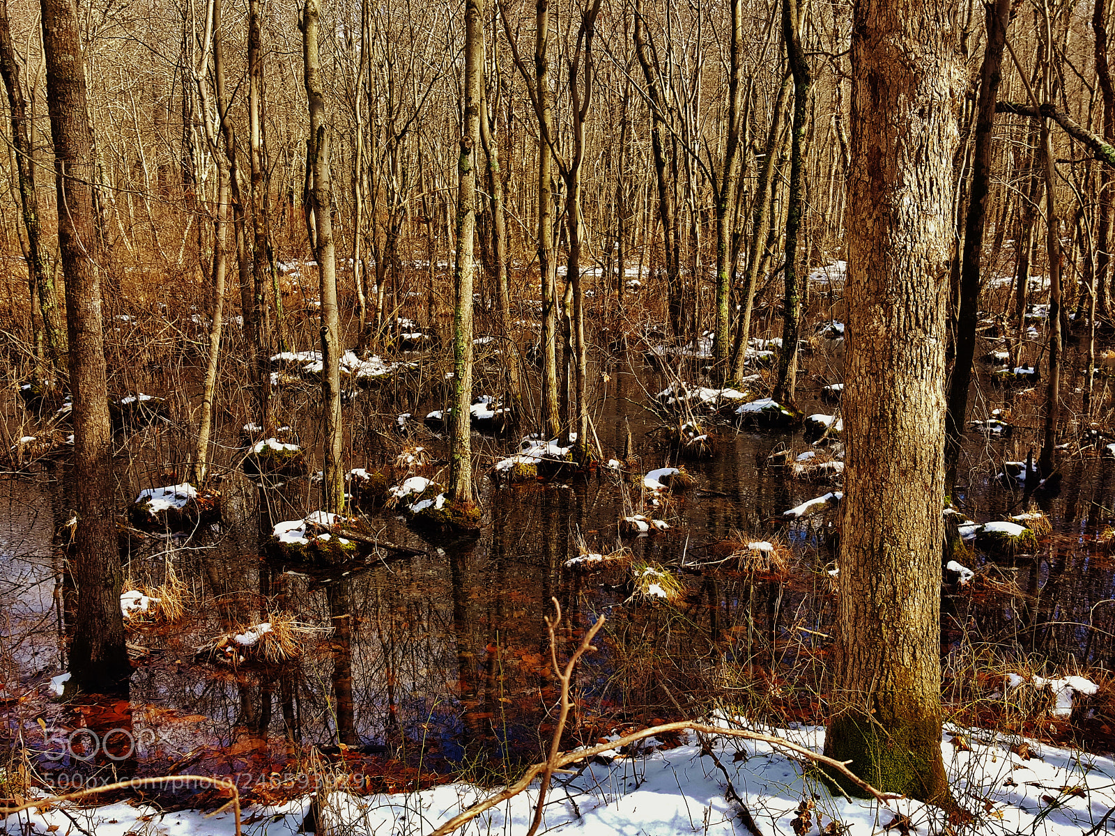 Samsung Galaxy S6 sample photo. Telegraph road winter swamp photography