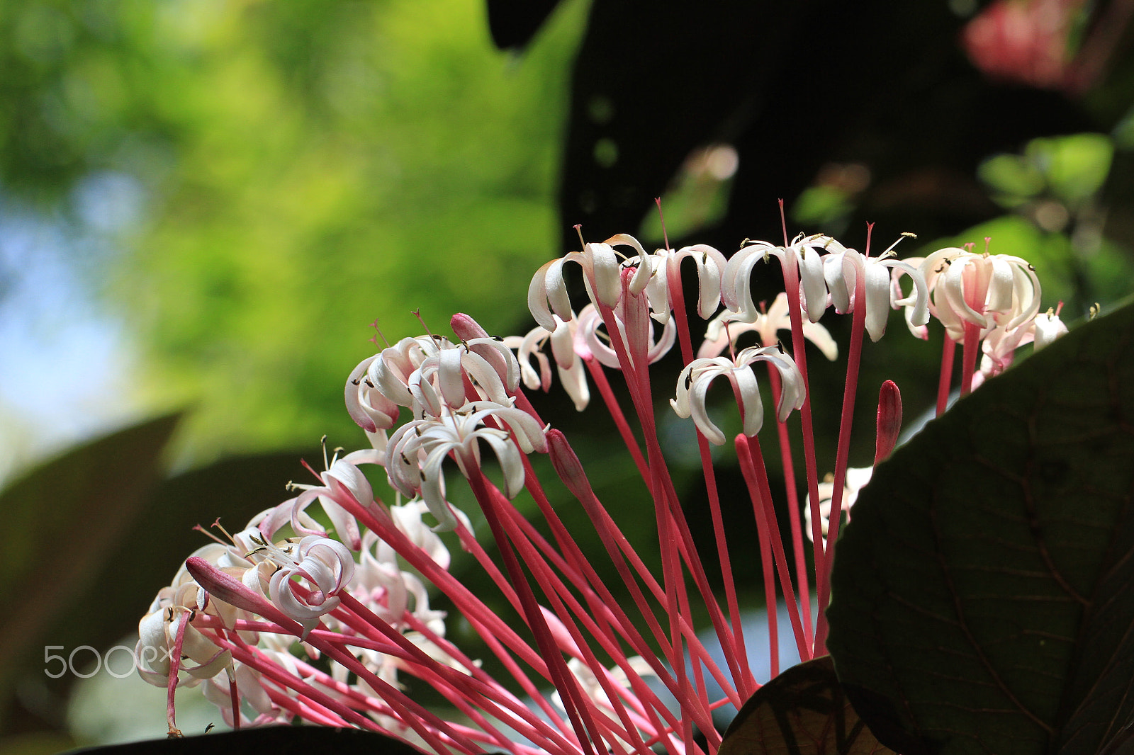 Canon EF 100mm F2.8L Macro IS USM sample photo. Hainan arboretum photography