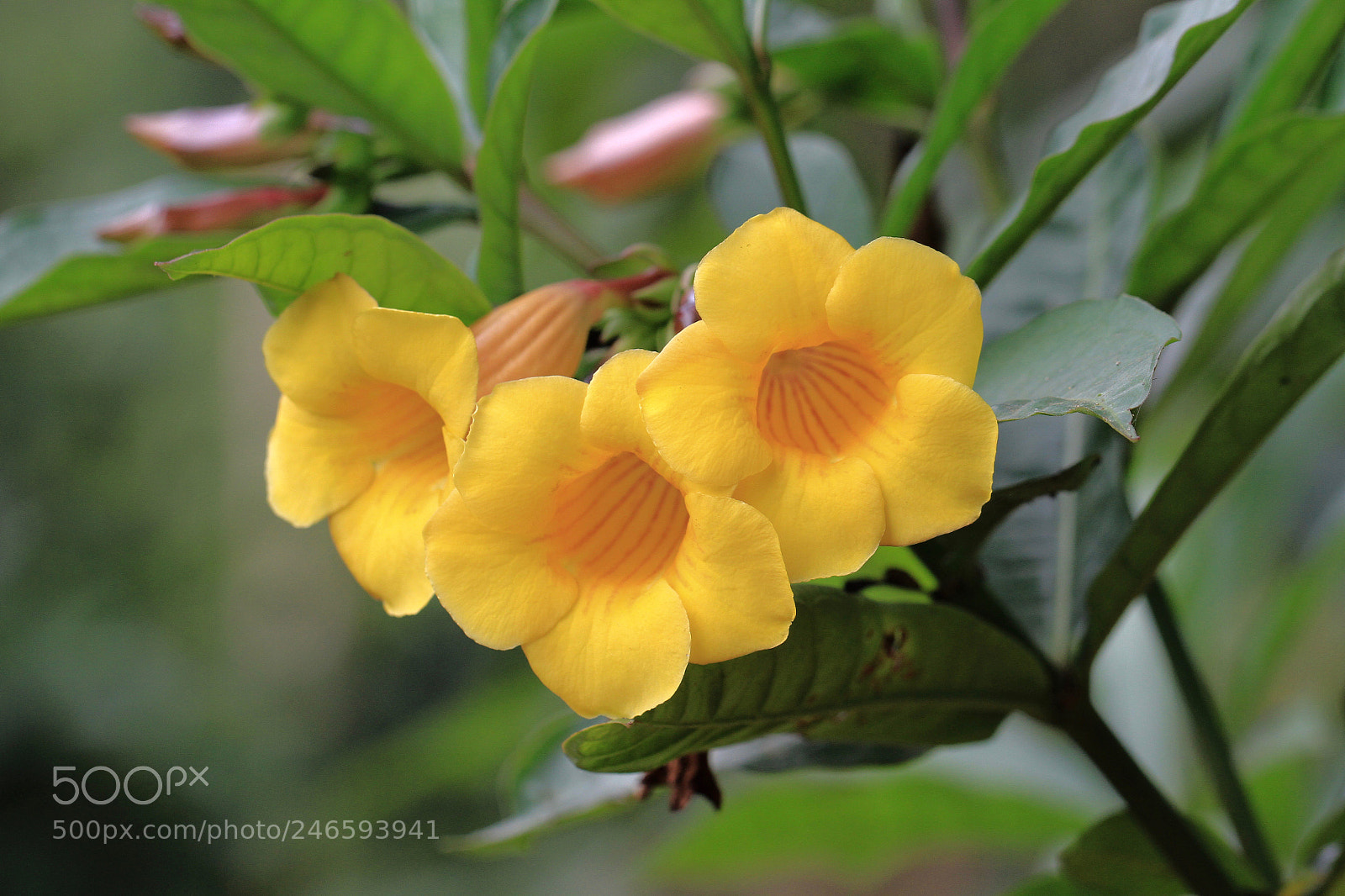 Canon EOS 7D sample photo. Hainan arboretum photography