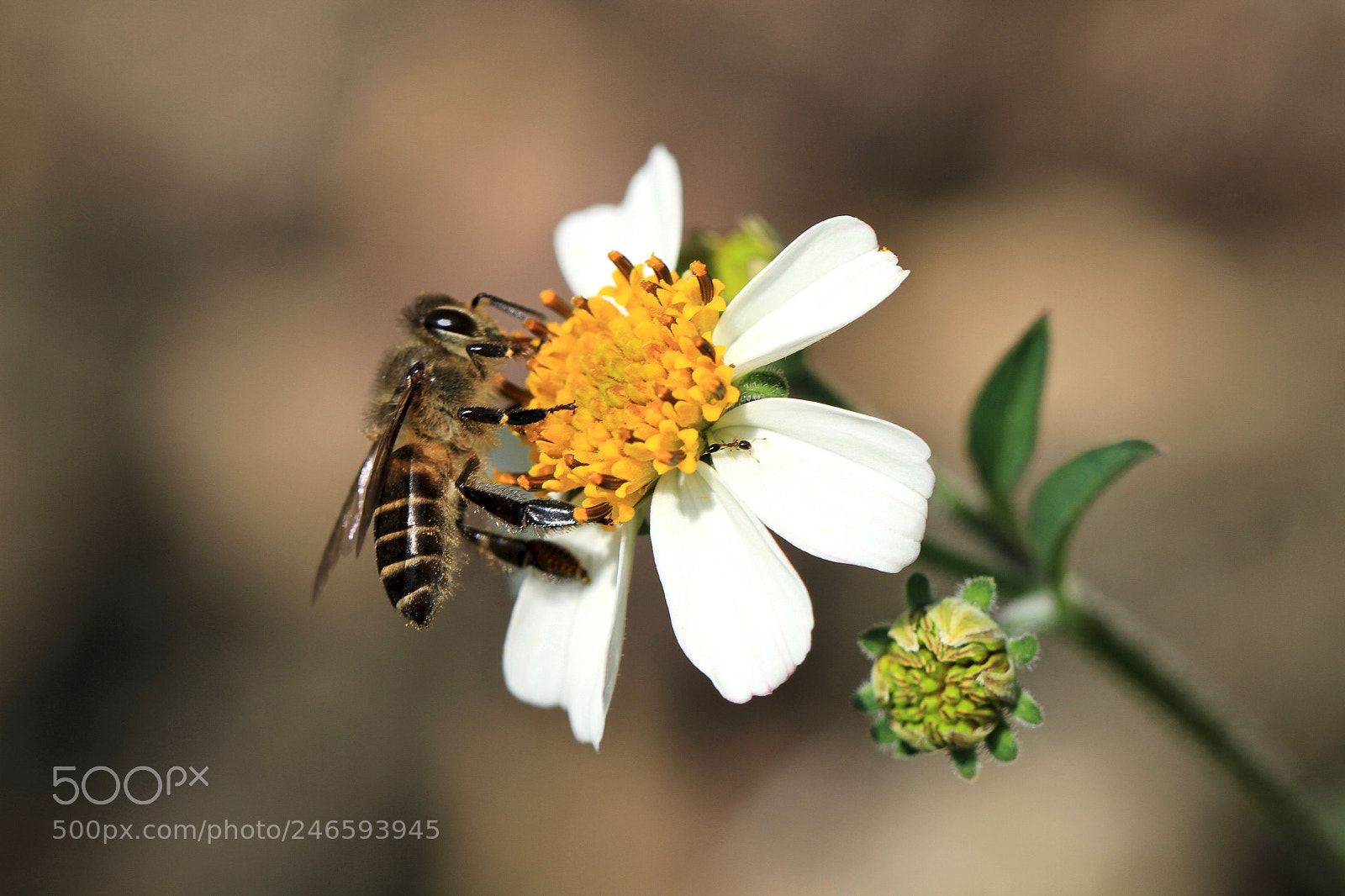 Canon EOS 7D sample photo. Hainan arboretum photography