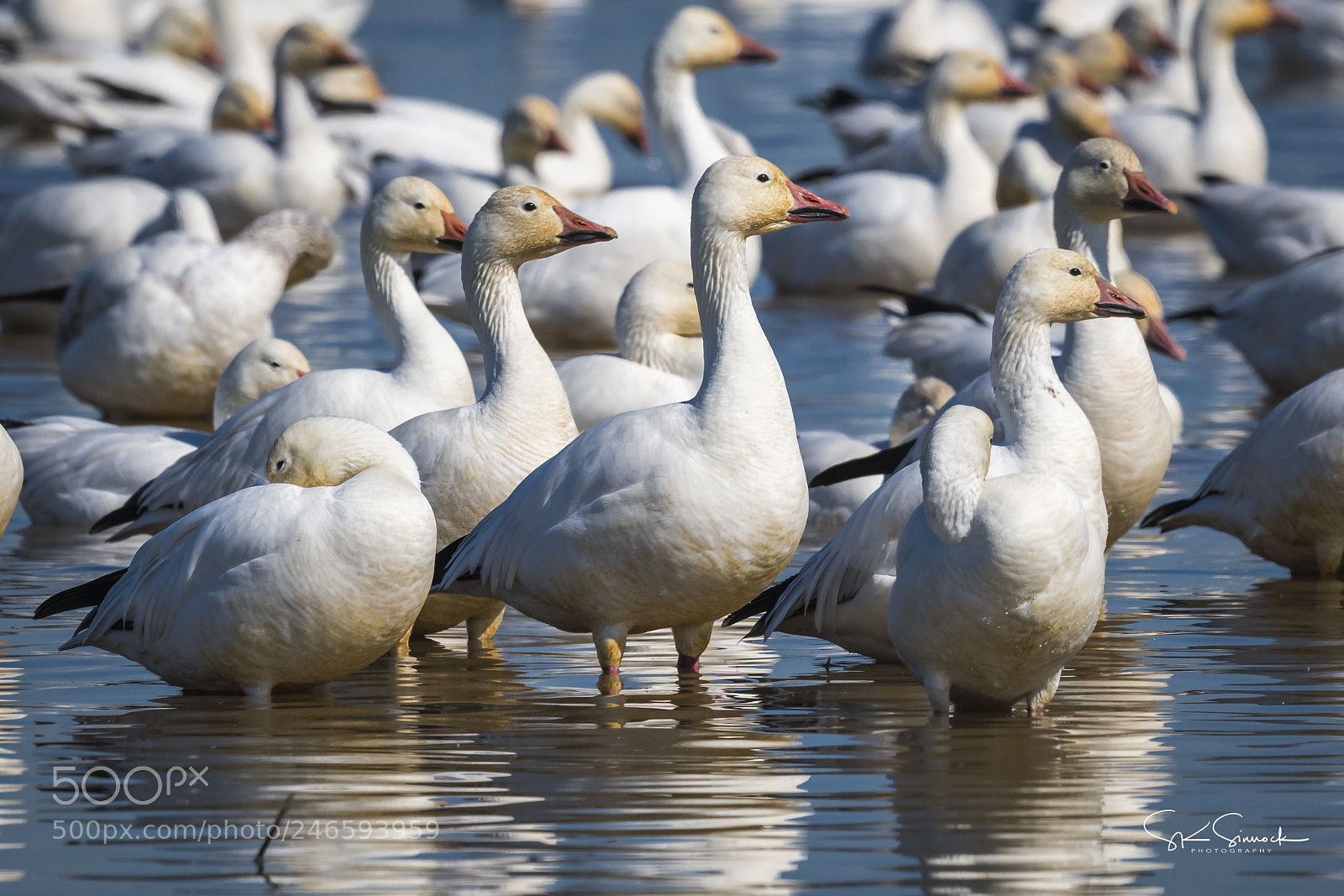 Nikon D850 sample photo. Snow geese photography