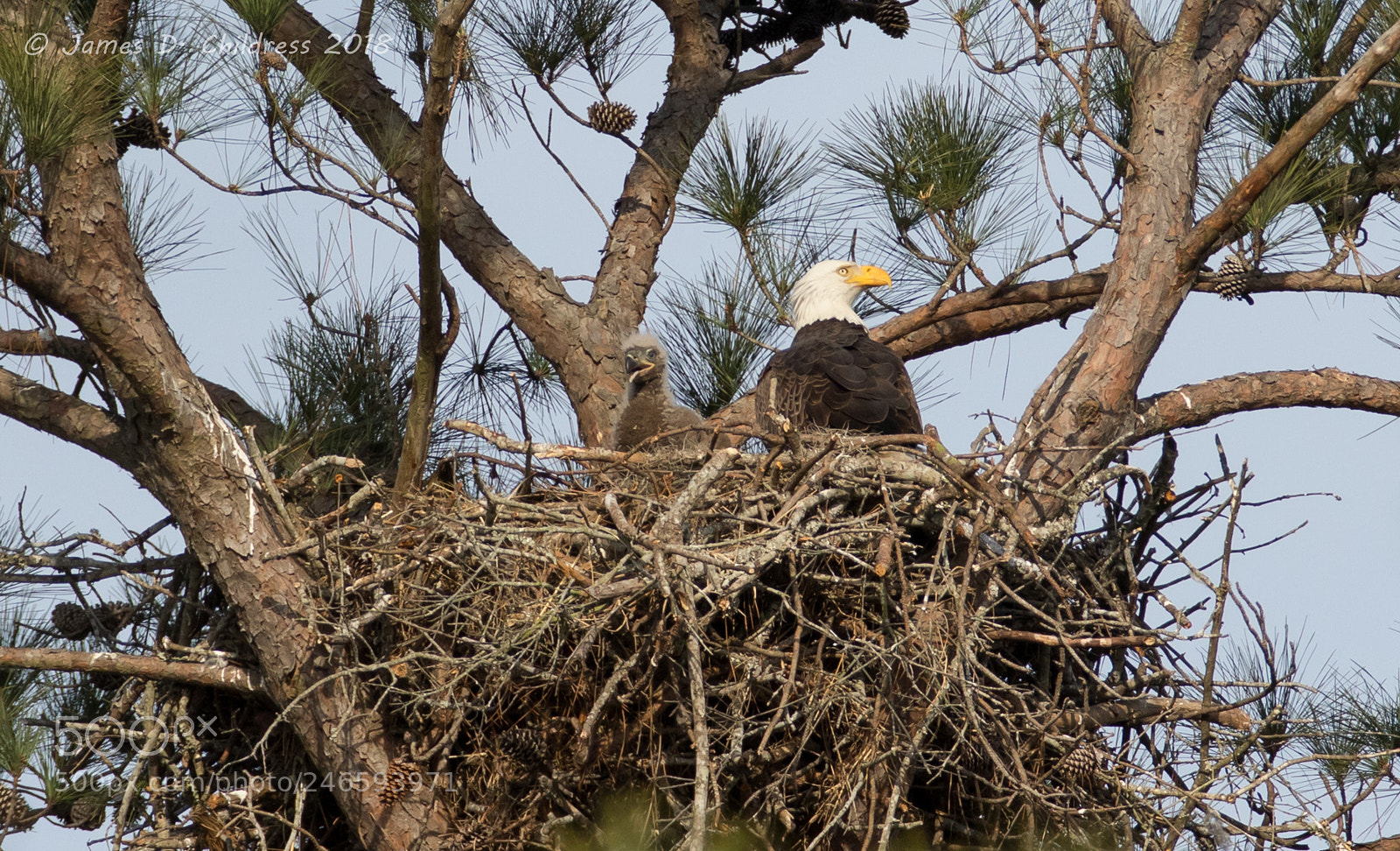Canon EOS 7D Mark II sample photo. Bald eagle photography