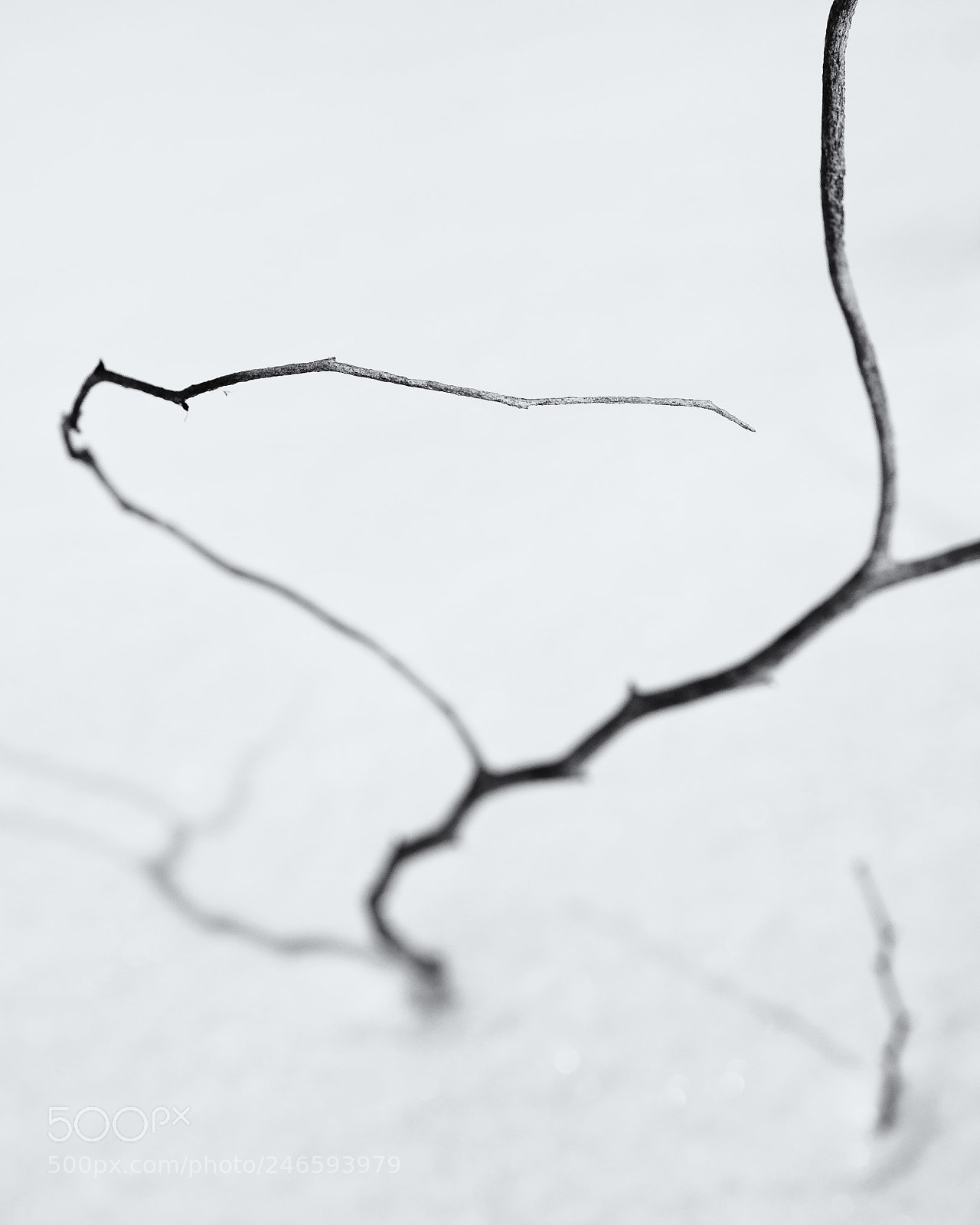 Olympus OM-D E-M1 sample photo. Twig in winter photography