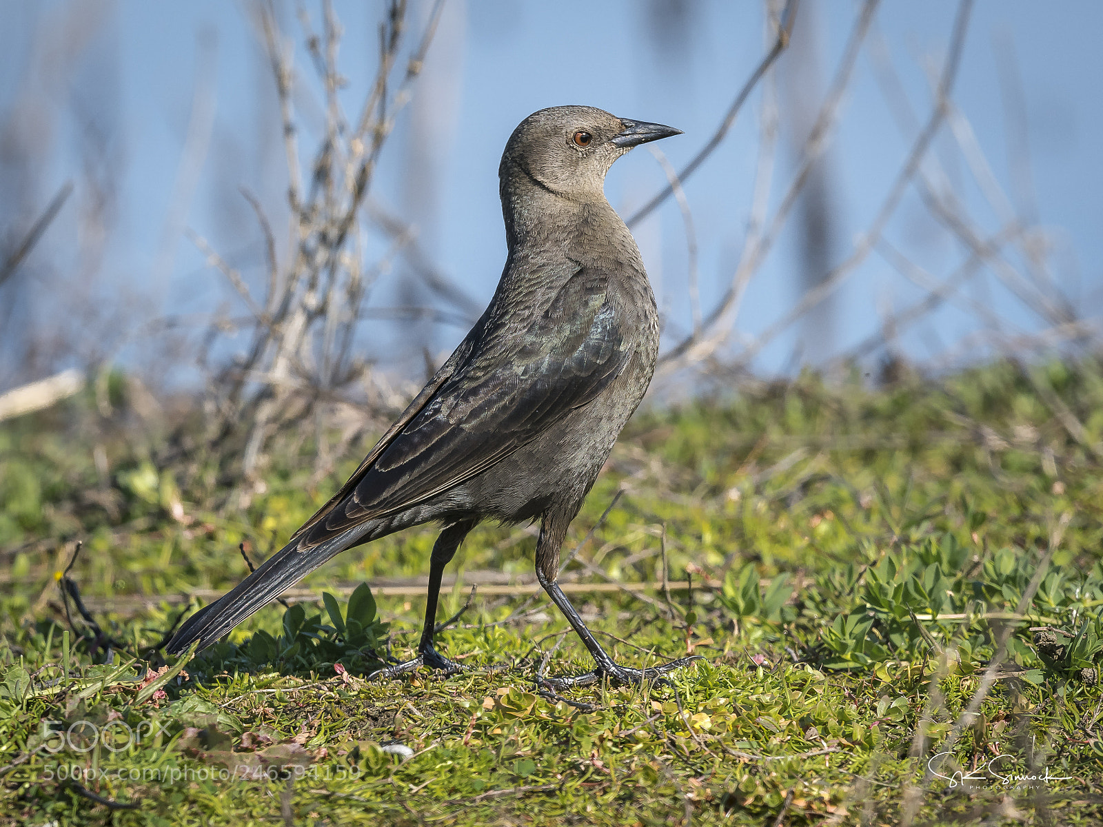 Nikon D850 sample photo. Female brewer's blackbird photography