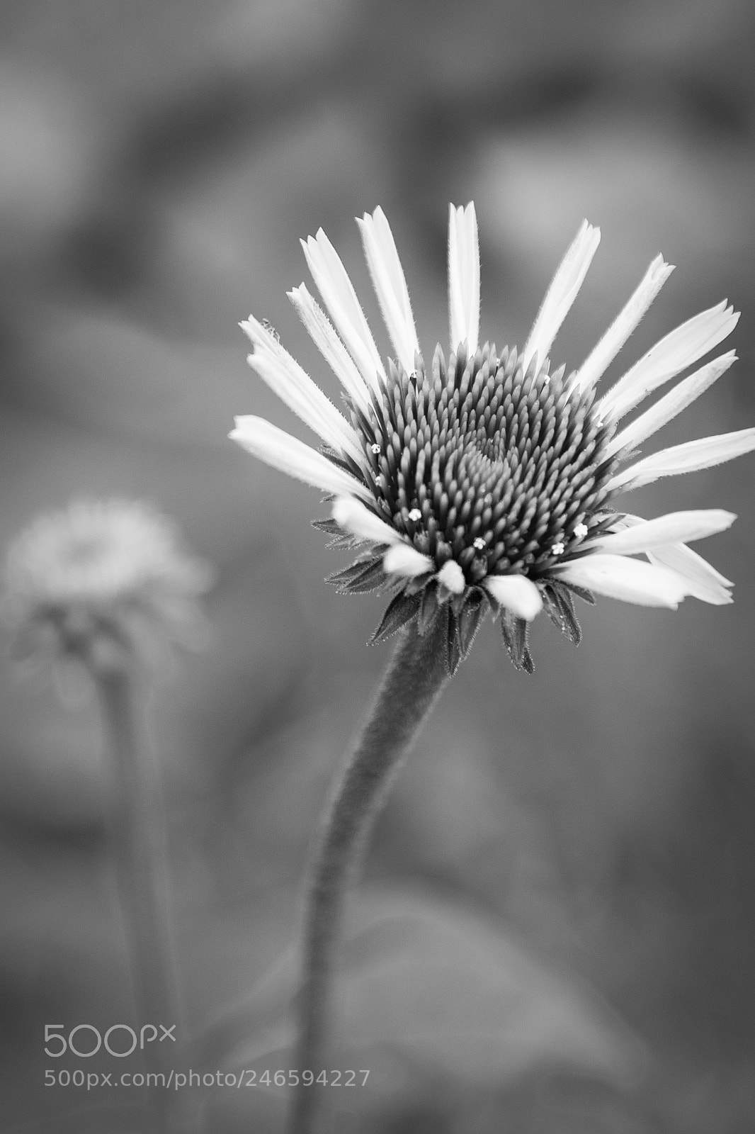 Nikon D610 sample photo. Flower photography