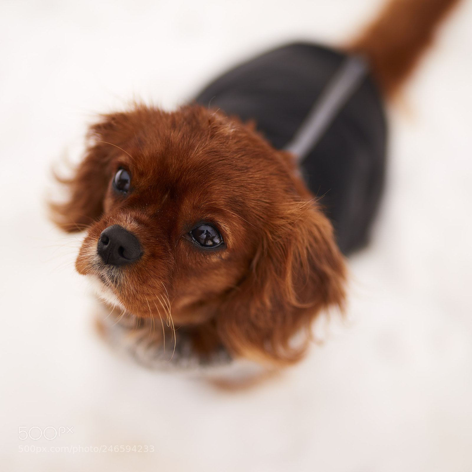 Canon EOS 5DS R sample photo. London in the snow photography