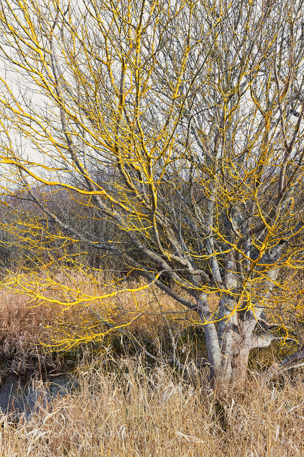 Canon EOS M sample photo. Midas touched photography