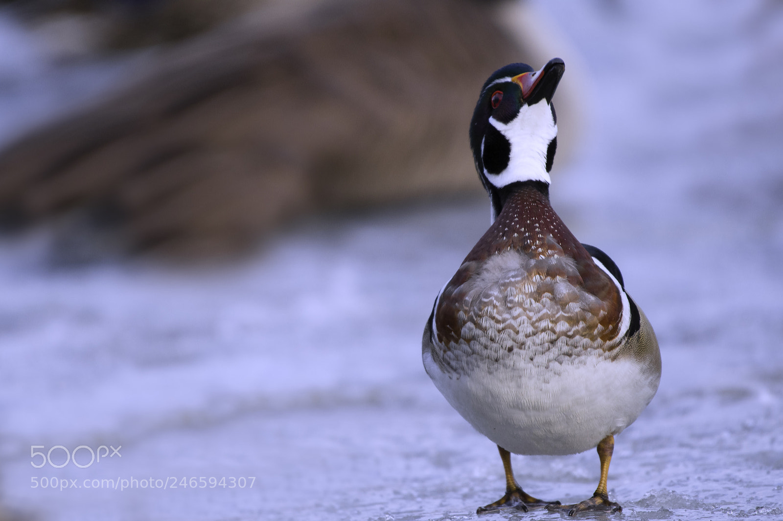 Nikon D500 sample photo. Wood duck photography