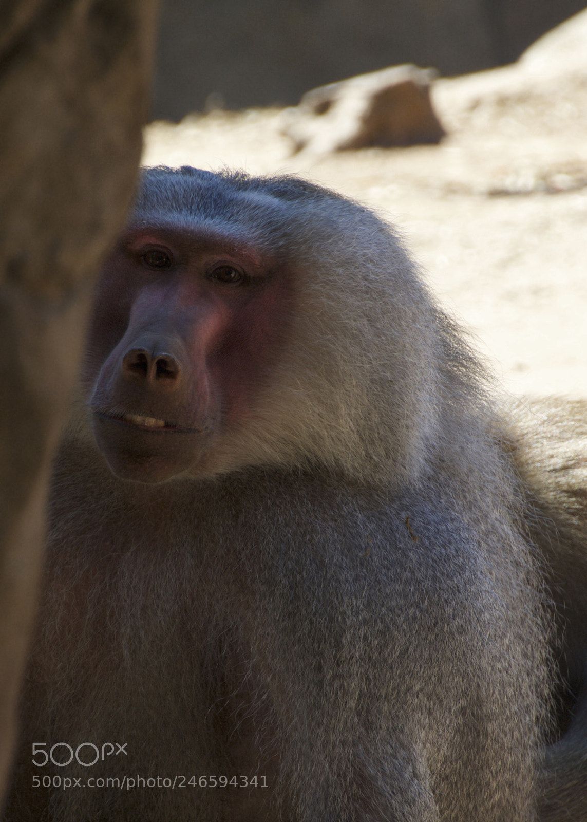 Canon EOS 60D sample photo. Baboon photography