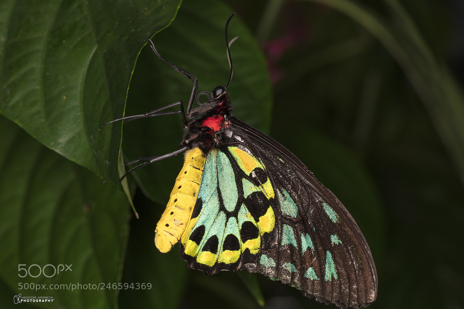 Canon EOS 5DS R sample photo. Papilio photography