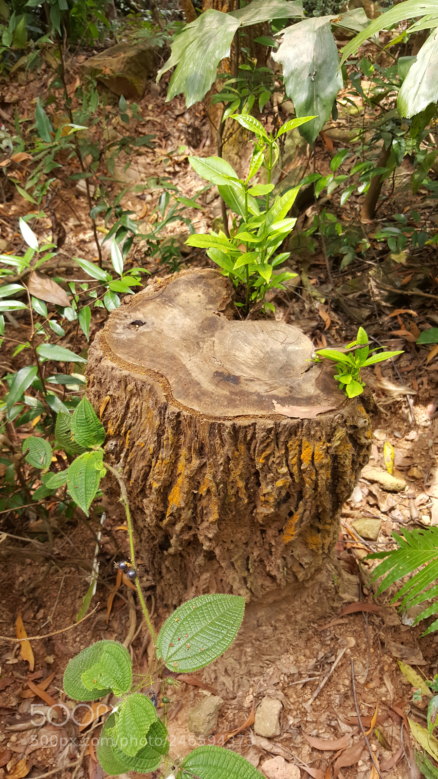 Samsung Galaxy Note5 sample photo. Bark of tree photography
