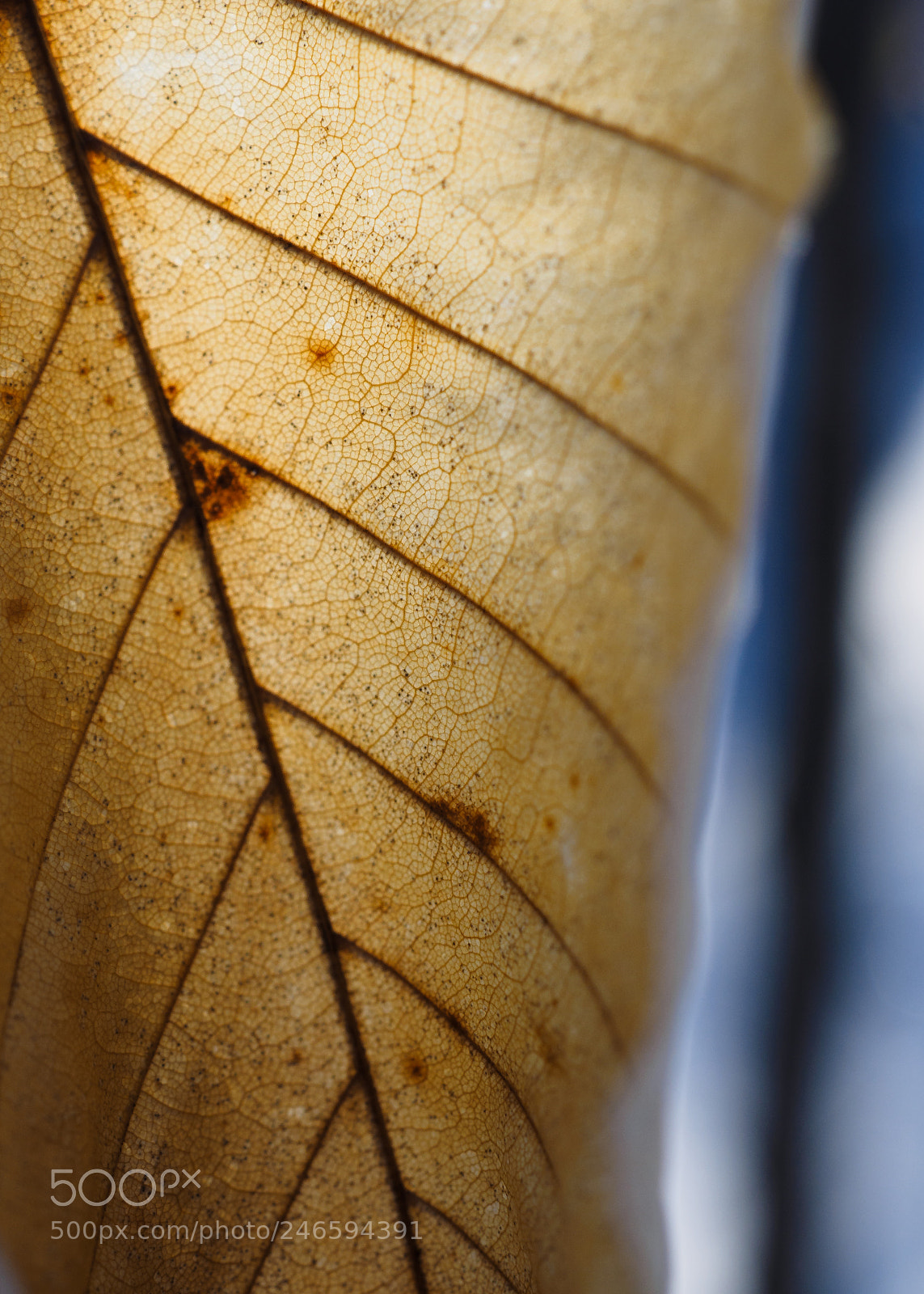 Olympus OM-D E-M1 sample photo. Winter leaf, gatineau park photography