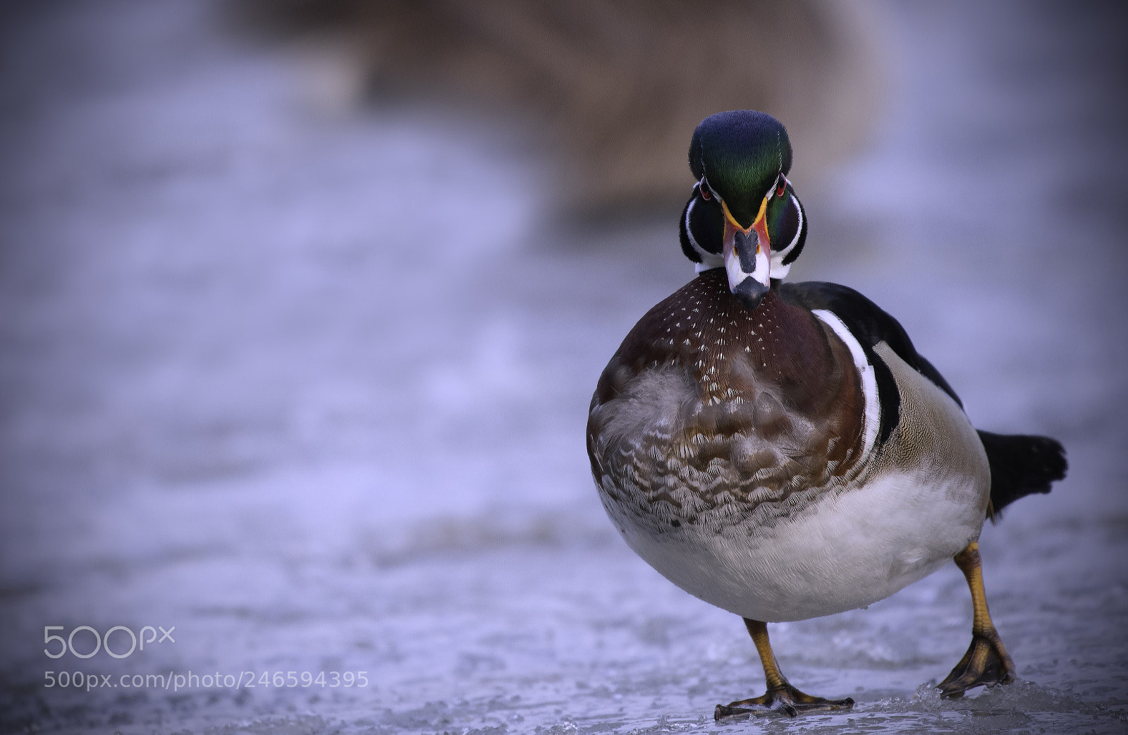 Nikon D500 sample photo. Wood duck photography
