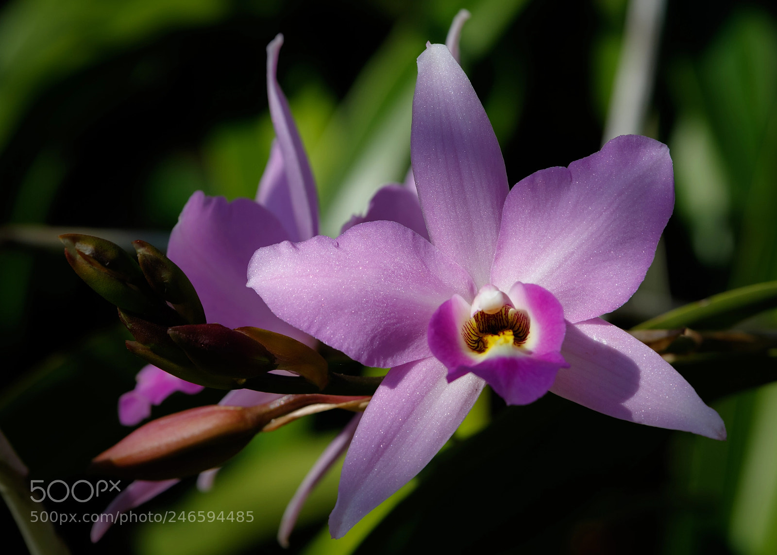Canon EOS 7D Mark II sample photo. Laelia gouldiana photography
