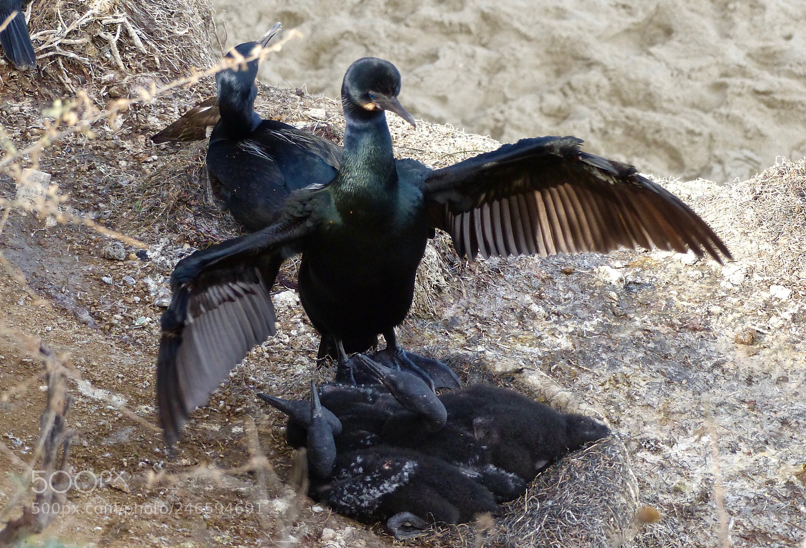 Panasonic Lumix DMC-FZ200 sample photo. I present . . . my children! photography